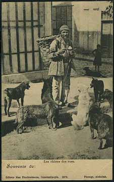 Dogs of Istanbul; postcard published by Max Fruchtermann 